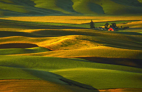 Vibrant yellow hill in the Palouse ecoregion featuring grassland, agricultural field, and prairie landscape.