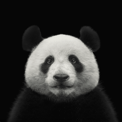 panda bear wall art collection
