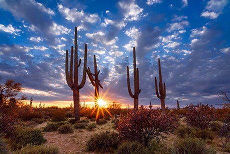 Phoenix Collection wall art featuring a sunset desert landscape with saguaro cactus at dusk