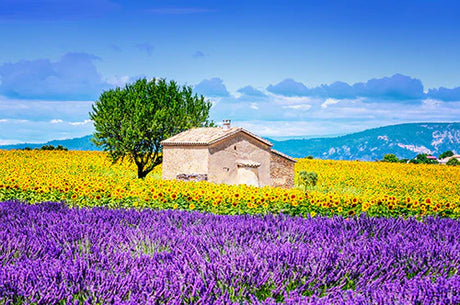 Yellow wildflower field wall art from the Provence collection, perfect for spring garden decor
