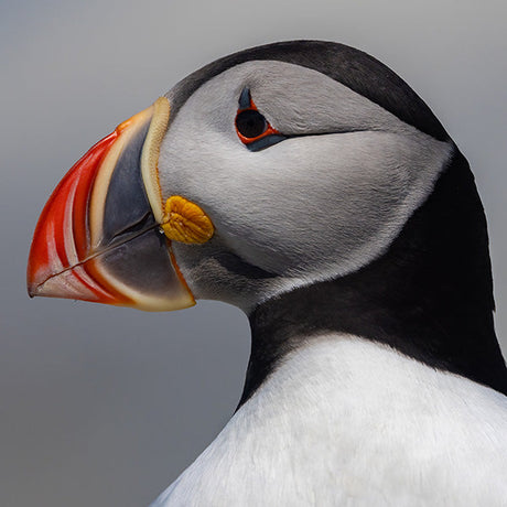 Atlantic Puffin bird wall art print, a perfect addition to home decor