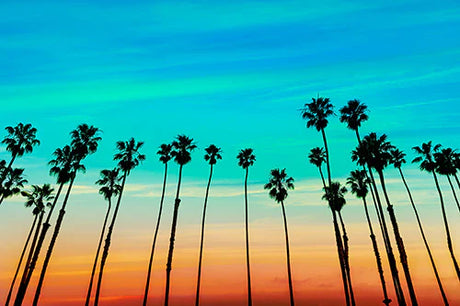 Santa Barbara collection wall art featuring blue dusk, Asian Palmyra and California palm trees in tropical evening setting.