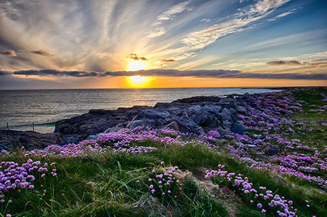 Blue sky and cloud over Scottish coast with rocks, natural landscape, sea and flowers