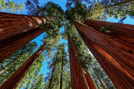 Sunlit grove of old-growth coast redwoods in Sequoia National Park wall art