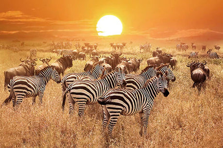 Zebra herd migrating across savanna grassland in Tanzania, a stunning wildlife safari wall art