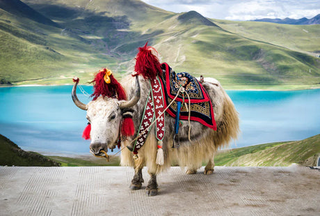 Tibetan Yak, a Domestic Pack Animal with Horns, Featured in Tibet Collection Wall Art