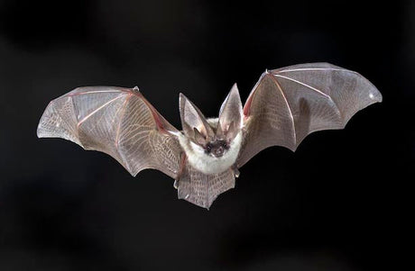 Grey bat wall art print, featuring a detailed depiction of a terrestrial vertebrate with wings, perfect for home decor.