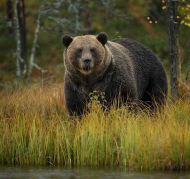 brown bear wall art collection