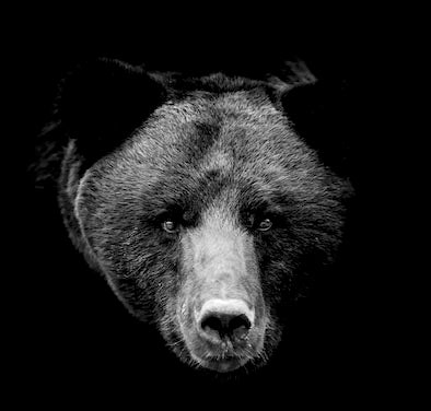 Monochrome black and white bear wall art showcasing a detailed bear snout, perfect for rustic home decor and wall print collection.