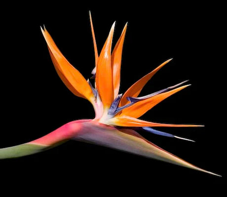 bird-of-paradise-wall-art-collection