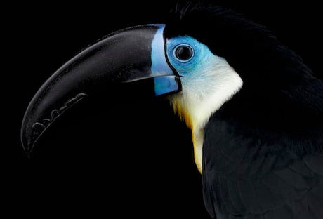 Close-up of vibrant toucan and hornbill birds wall art print perfect for home decor.