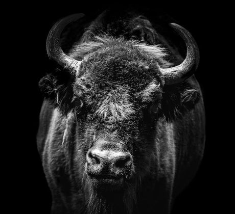 Black and white Bison and Buffalo wall art with detailed snout and horns, perfect for rustic home decor and animal-themed wall prints.