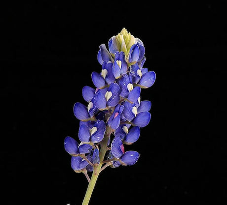 bluebonnet-wall-art-collection