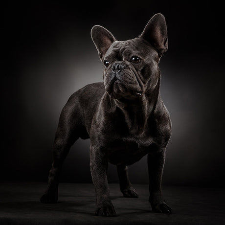 Black Bulldog wall art print, a vibrant home decor piece featuring a detailed dog's snout and carnivorous expression.