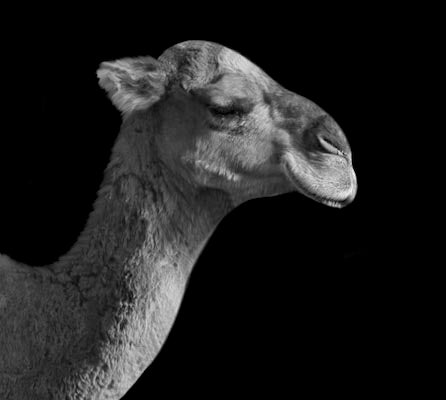 Black and white monochrome photograph of a camel, ideal for modern home decor or animal-themed wall print art.