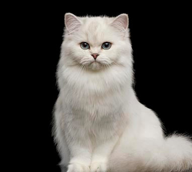 White felidae cat wall art print, a unique home decor piece for feline lovers.