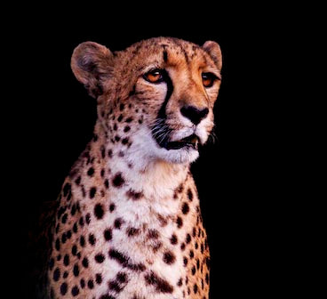 Stunning cheetah wall art featuring a close-up of a terrestrial animal with prominent whiskers and snout, perfect for nature-inspired home decor.
