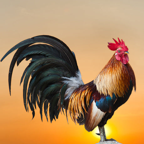 Red chicken wall art print featuring a vibrant bird from the Phasianidae family, ideal for home decor and wall decoration.