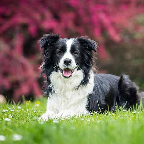 Border Collie dog wall art, an engaging home decor piece featuring a detailed snout and vertebrate design of carnivorous breed, perfect for dog lovers and art enthusiasts.