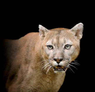 Stunning cougar wall art featuring a close-up of a puma's snout, perfect for enhancing your home decor with a touch of wildlife elegance.