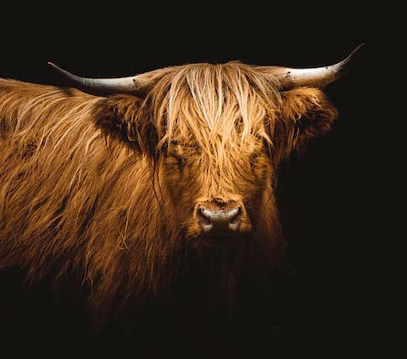 Rustic cow wall art featuring a detailed bovine snout and horns, perfect for enhancing your home decor with a touch of terrestrial animal inspired design.