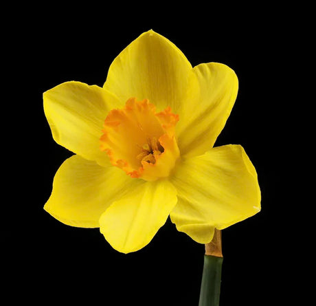 daffodil-wall-art-collection