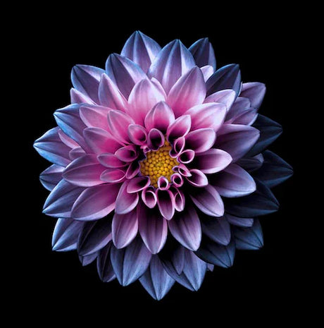 dahlia-wall-art-collection
