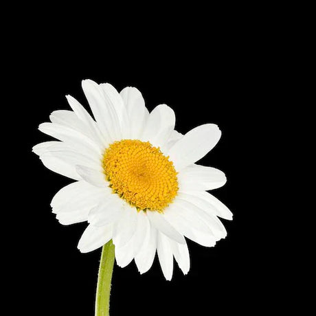 daisy-wall-art-collection