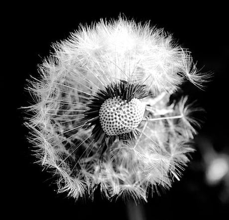 dandelion-wall-art-collection