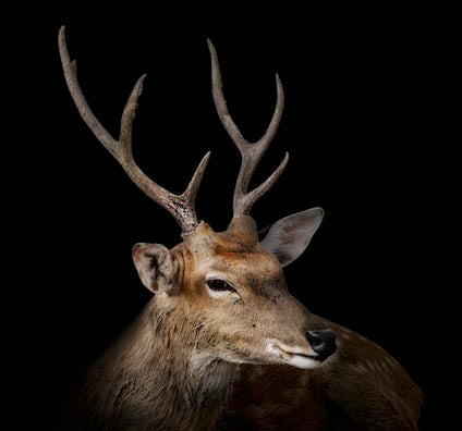 Deer wall art featuring a majestic elk with detailed antlers, perfect for adding a rustic touch to your home decor.