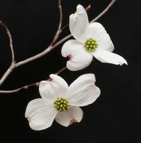 dogwood-wall-art-collection