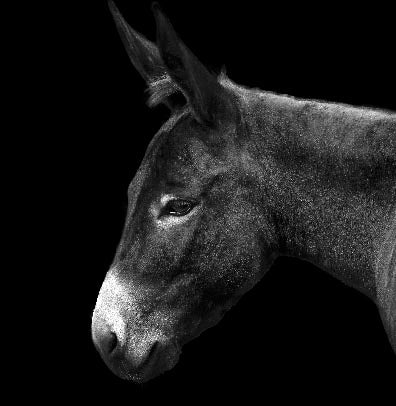 Black and white monochrome photography of a working donkey, ideal as unique home decor or wall print art.