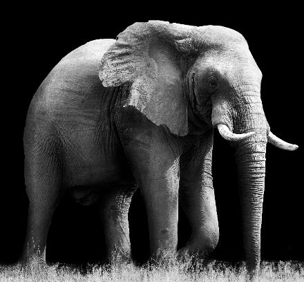 Monochrome photography of an African elephant, a striking piece of elephant wall art perfect for home decor and terrestrial animal enthusiasts.