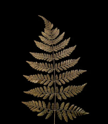 ferns_-wall-art-collection