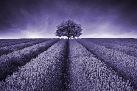 fields_landscapes_wall_art_collection
