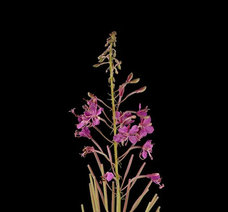 fireweed-wall-art-collection