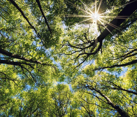 forest-trees-wall-art-collection