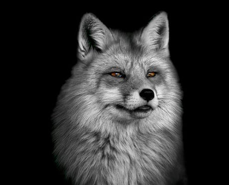 Monochrome fox wall art with expressive facial features, perfect for adding a unique touch to your home decor.