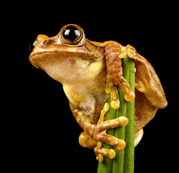 Colorful frog wall art featuring a detailed illustration of amphibians, ideal for adding a unique touch to home decor.