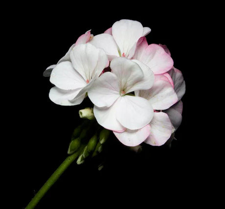 geranium-wall-art-collection