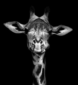 giraffe wall art collection 