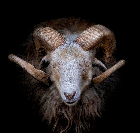 Goat wall art collection