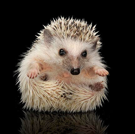 Hedgehog wall art collection