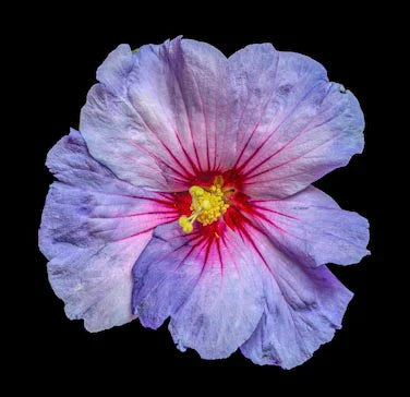 hibiscus-wall-art-collection