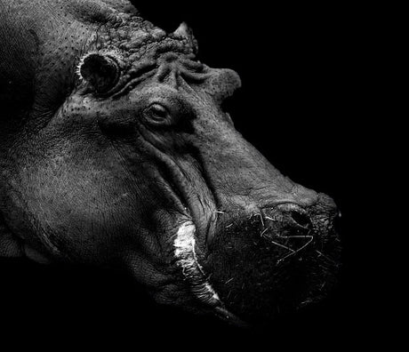 hippopotamus-wall-art-collection