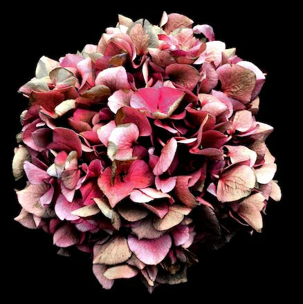 hydrangea-wall-art-collection