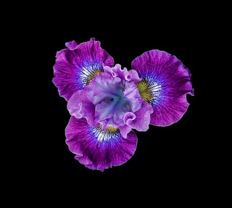 iris-wall-art-collection