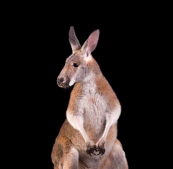 Kangaroo wall art featuring alert red kangaroo against black background, wildlife photography print for Australian-themed home decor