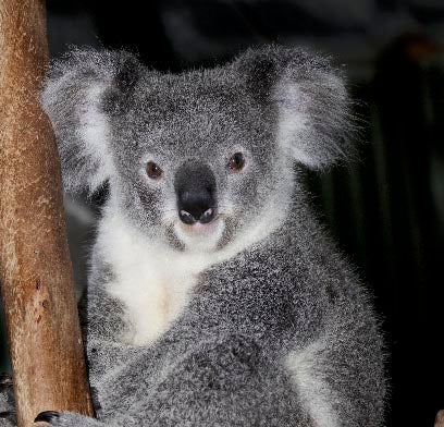Koala wall art photography prin