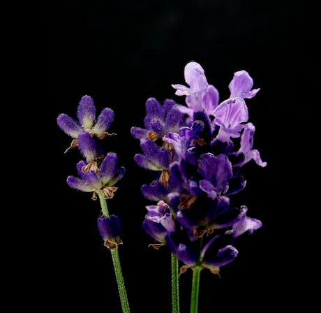 lavender-wall-art-collection
